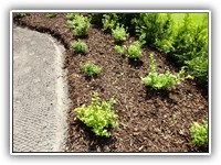 Bjørnar Rui Bjerketvedt